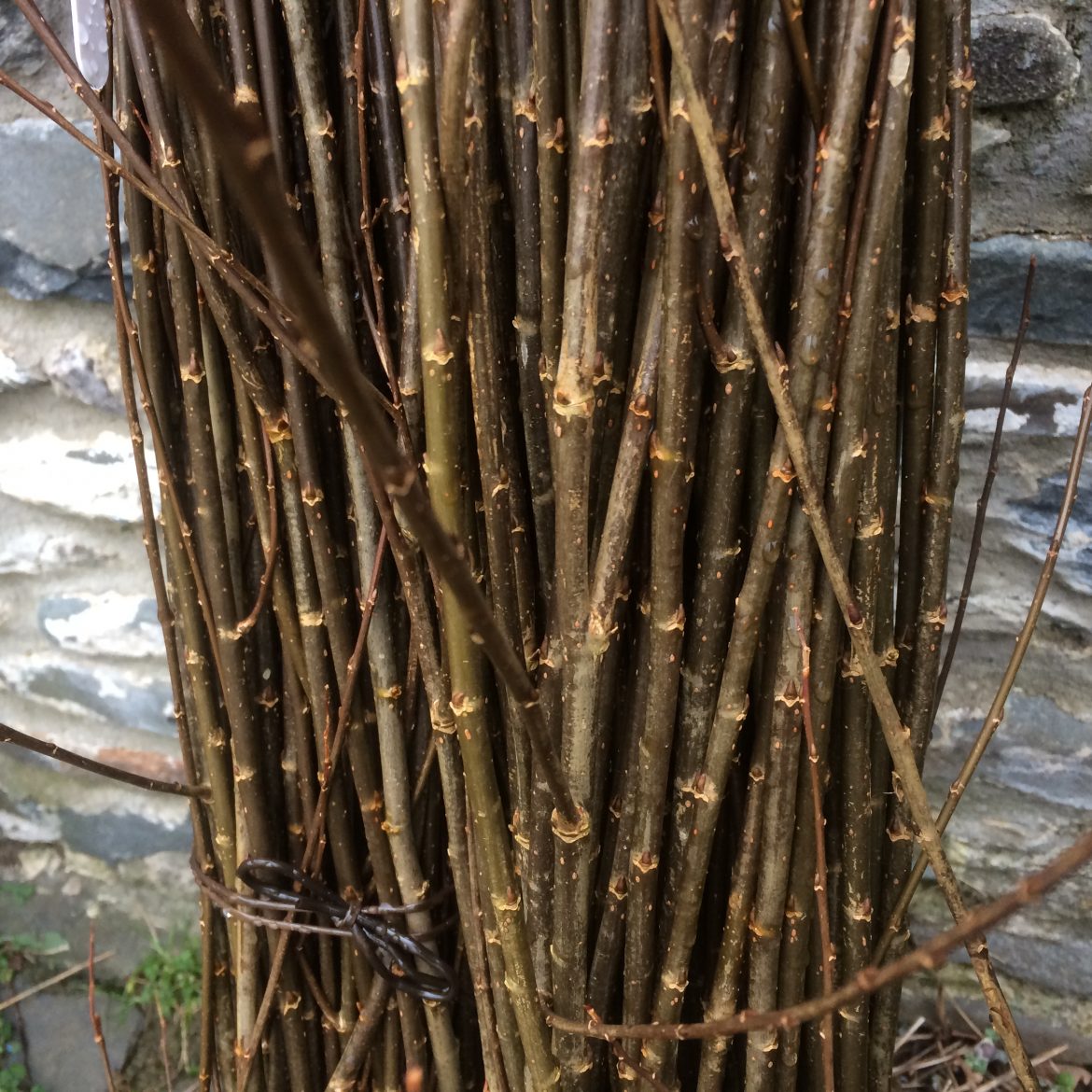 B37 Salix triandra "Black Maul" - West Wales Willows.