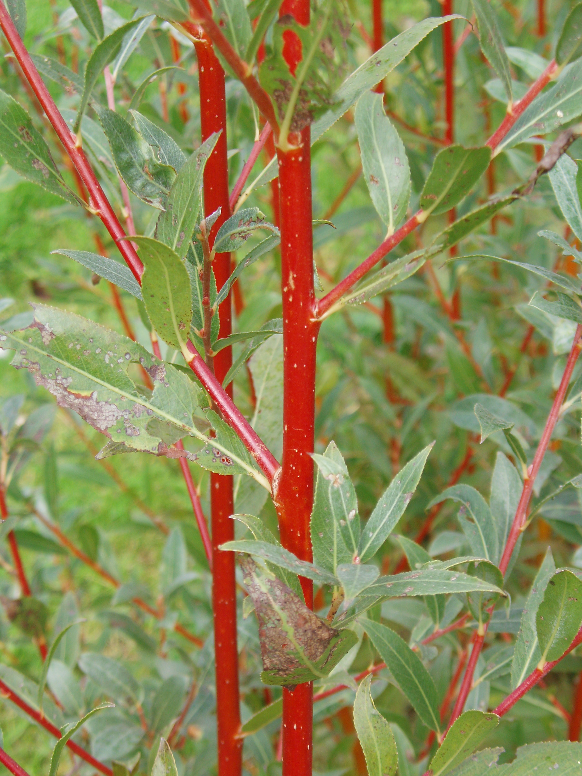 Weeping Willow (Salix alba)  Plants To Grow Plants Database by Paul S.  Drobot