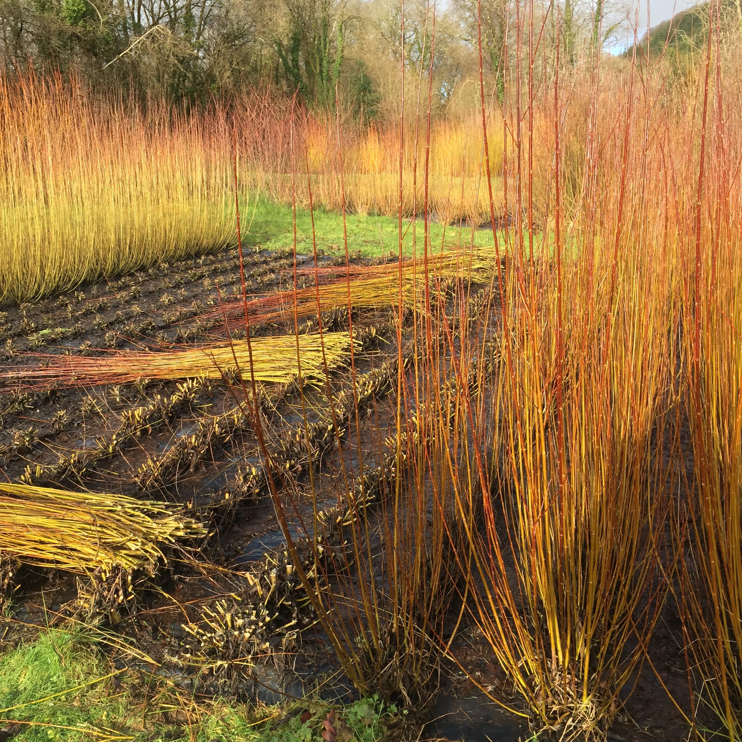 Basketry Willow – West Wales Willows